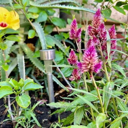 Casa Vulcano * Catania