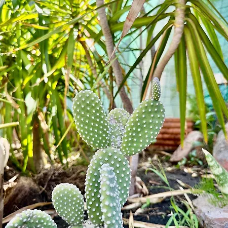 Casa Vulcano Lejlighed *